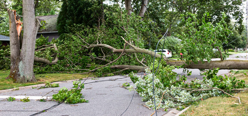 Image of a fallen tree across a road after a storm
