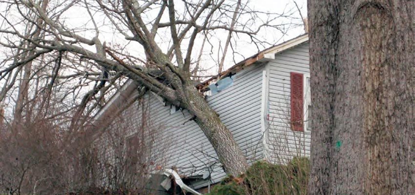 Tree causing damage after falling on home